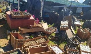 缅北四大家族头目全部落网 缅北四大家族头目全部落网