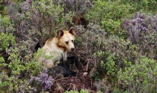 四川一棕熊凌晨在马路奔跑 四川一棕熊凌晨在马路奔跑