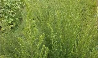 怎么治疗好过敏性哮喘 内蒙古过敏性哮喘患者激增