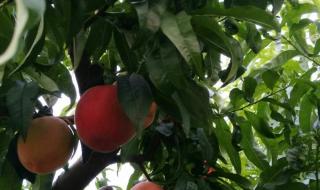 蒙阴蜜桃树视频大全 蒙阴蜜桃树视频大全