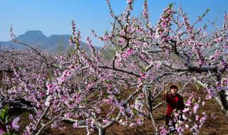 蒙阴蜜桃树视频大全 蒙阴蜜桃树视频大全